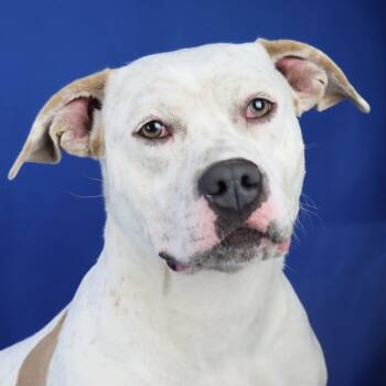 Rescue Pit Bull Terrier and Australian Cattle Dog Blue Heeler Dogs for Adoption in Tupelo, Mississippi - Kali - 072401T | PetCurious