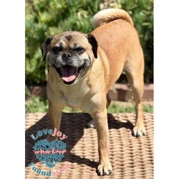 King Leo COH -  Puggle Dog for Adoption in Inglewood, California - King Leo COH | PetCurious