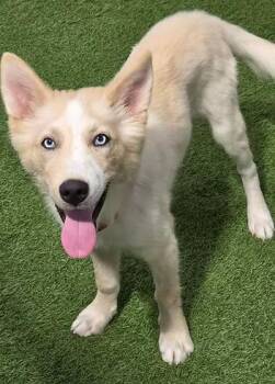 Casey Affleck -  Shepherd and Husky Dog for Adoption in Racine, Wisconsin - Casey Affleck | PetCurious