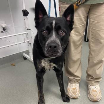 Australian Cattle Dog Blue Heeler Dogs Available for Adoption in Abilene, Texas - Dodger | PetCurious