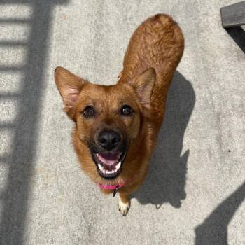 Mojito -  Terrier and Mixed Breed Dog for Adoption in Winston-salem, North Carolina - Mojito | PetCurious