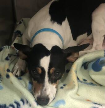 Rescue Rat Terrier and Chihuahua Dogs for Adoption in Parma, Ohio - Junie | PetCurious