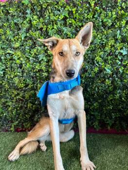 Kristi-One of our Amazing Rescue Dogs -  German Shepherd Dog and Mixed Breed Dog for Adoption in Carlsbad, California - Kristi-One Of Our Amazing Rescue Dogs | PetCurious