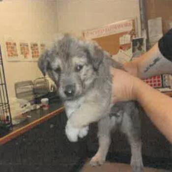 Sequoia A2278765 -  German Shepherd Dog Dog for Adoption in Los Angeles, California - Sequoia A2278765 | PetCurious