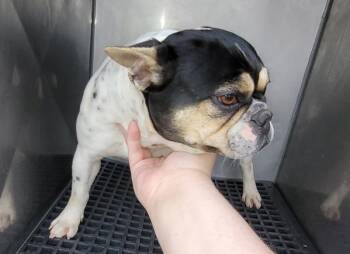 French Bulldog Dogs Available for Adoption in Lawrenceville, Georgia - Pen 230 Ojo Loco | PetCurious