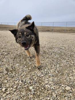 Norwegian Elkhound and German Shepherd Dog Dogs Available for Adoption - FINN | PetCurious