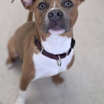 Canoli -  Pit Bull Terrier and Mixed Breed Dog for Adoption in Burlington, Iowa - Canoli | PetCurious