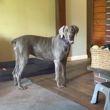 Ori -  Weimaraner Dog for Adoption in Grand Rapids, Michigan - Ori | PetCurious