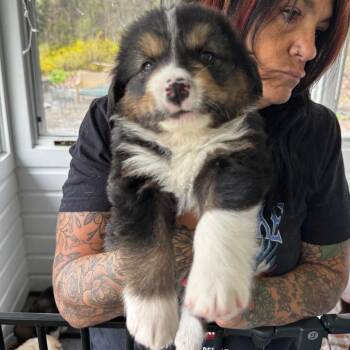 Hound and Mixed Breed Dogs Available for Adoption in Stormville, New York - NY Torin Avail May 9 (Carmel NY Fire Dept) | PetCurious