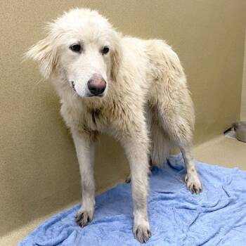 Great Pyrenees Dogs Available for Adoption in Monroe, Georgia - Reba | PetCurious