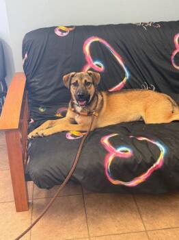 Pluto -  German Shepherd Dog Dog for Adoption in Marion, Ohio - Pluto | PetCurious