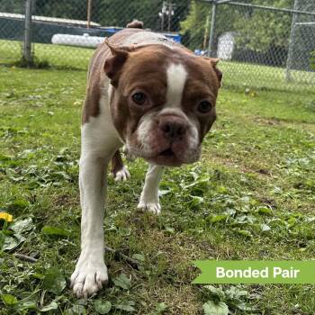 Apollo (bonded w/ Bodie) -  Boston Terrier Dog for Adoption in Reisterstown, Maryland - Apollo (bonded W/ Bodie) | PetCurious