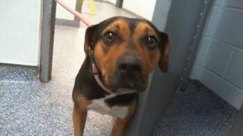 MABEL -  Beagle Dog for Adoption in Charlotte, North Carolina - MABEL | PetCurious