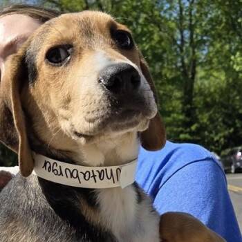 Whataburger -  Mixed Breed Dog Available for Adoption in Voorhees Township, New Jersey - Whataburger | PetCurious