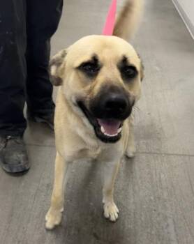 Gunther -  Black Mouth Cur and Mixed Breed Dog for Adoption in Fresno, California - Gunther | PetCurious