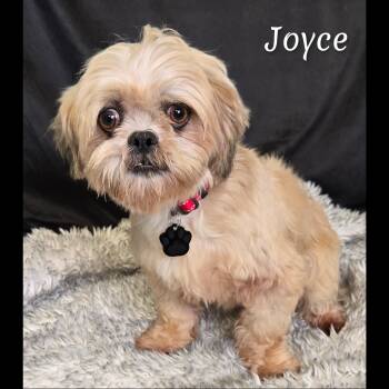 Joyce -  Lhasa Apso Dog for Adoption in Fredericksburg, Virginia - Joyce | PetCurious