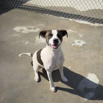 Andy -  Mixed Breed Dog for Adoption in Parrish, Alabama - Andy | PetCurious