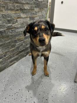Catahoula Leopard Dog and Golden Retriever Dogs Available for Adoption - Oliver / Ollie | PetCurious