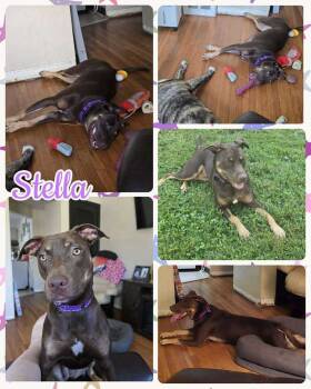 Rescue Mixed Breed Dogs for Adoption in Lancaster, New York - Stella | PetCurious