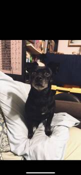 Lola -  Chihuahua and Pug Dog for Adoption in New Haven, Connecticut - Lola | PetCurious