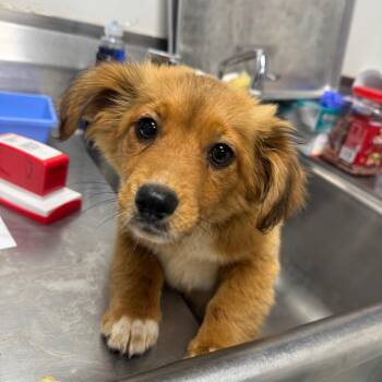 Australian Shepherd and Corgi Dogs Available for Adoption in Birmingham, Alabama - Molly | PetCurious