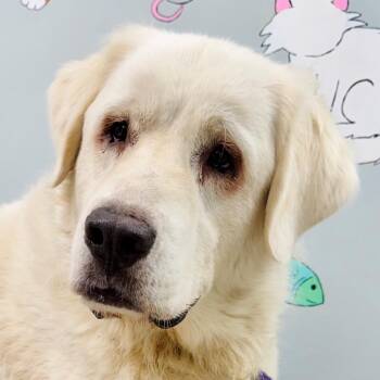Meika -  Great Pyrenees Dog for Adoption in Lebanon, Missouri - Meika | PetCurious