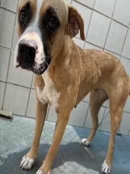 Pit Bull Terrier and Mixed Breed Dogs Available for Adoption in Corpus Christi, Texas - JANICE | PetCurious
