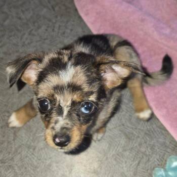 Patches -  Pomeranian and Chihuahua Dog for Adoption in West Richland, Washington - Patches | PetCurious