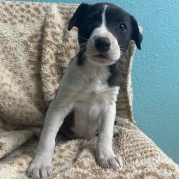 Mixed Breed Dogs Available for Adoption - Cannoli | PetCurious