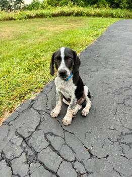 Buddy - BO -  Hound Dog for Adoption in Clinton, Michigan - Buddy - BO | PetCurious