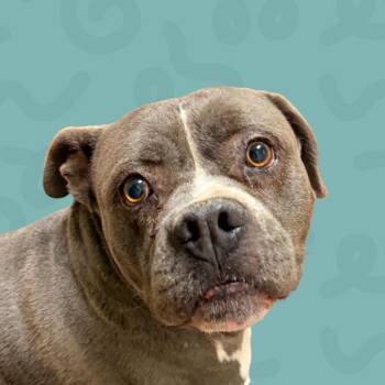 Bertram -  Pit Bull Terrier and Mixed Breed Dog for Adoption in Reno, Nevada - Bertram | PetCurious
