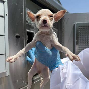 Emmie -  Pit Bull Terrier Dog for Adoption in Edinburg, Texas - Emmie | PetCurious