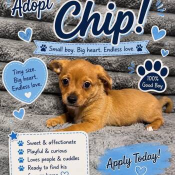 Chip -  Chihuahua Dog for Adoption in Justin, Texas - Chip | PetCurious