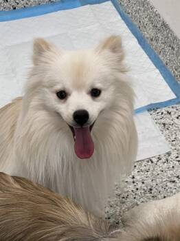 Pomeranian and Papillon Dogs Available for Adoption in Canfield, Ohio - TEDDY | PetCurious