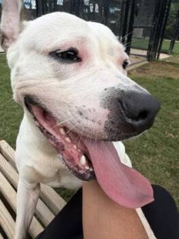 Maxx -  Dogo Argentino and Mixed Breed Dog for Adoption in Atlanta, Georgia - Maxx | PetCurious