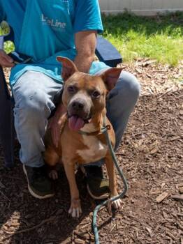 Teepee -  Mixed Breed Dog for Adoption in Chamblee, Georgia - Teepee | PetCurious