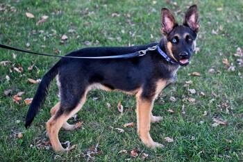 Rescue German Shepherd Dog Dogs for Adoption in Livonia, Michigan - Dino | PetCurious