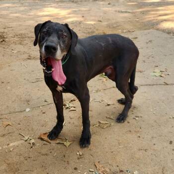 Marley -  Great Dane Dog for Adoption in Hackett, Arkansas - Marley | PetCurious