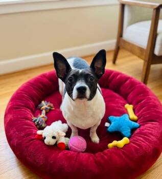 Chula -  Chihuahua and Mixed Breed Dog for Adoption in St. Augustine, Florida - Chula | PetCurious
