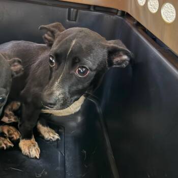 Joey -  Terrier Dog for Adoption in Birmingham, Alabama - Joey | PetCurious