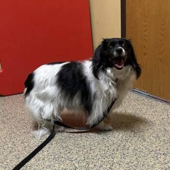 Cavalier King Charles Spaniel and Mixed Breed Dogs Available for Adoption in Merriam, Kansas - Ellie | PetCurious