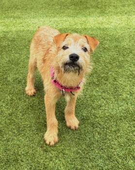 Rozzy -  Border Terrier Dog for Adoption in Fort Lupton, Colorado - Rozzy | PetCurious