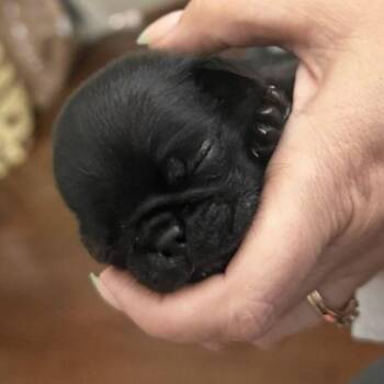 Grogu -  Pug Dog Available for Adoption in Alvin, Texas - Grogu | PetCurious