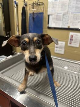 Chihuahua Dogs Available for Adoption in Douglasville, Georgia - Indie | PetCurious
