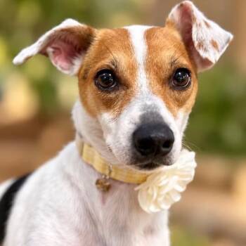 Juno -  Jack Russell Terrier Dog for Adoption in Shinnston, West Virginia - Juno | PetCurious
