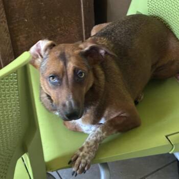 Momma -  Cattle Dog and Chihuahua Dog for Adoption in Cheyenne, Wyoming - Momma | PetCurious