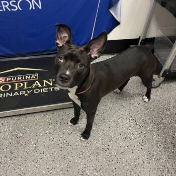 Rio 54369 -  Pit Bull Terrier Dog for Adoption in Las Vegas, Nevada - Rio 54369 | PetCurious