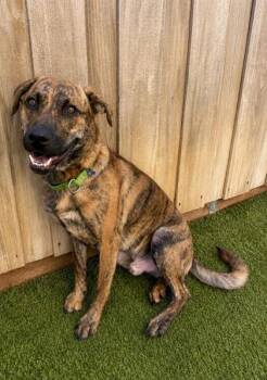 Bowser -  Pit Bull Terrier and Labrador Retriever Dog for Adoption in Eugene, Oregon - Bowser | PetCurious