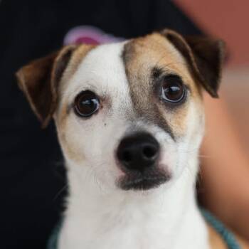 Chihuahua Dogs Available for Adoption in Boston, Massachusetts - Remi | PetCurious