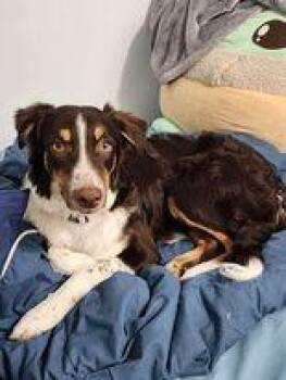 Australian Shepherd and Border Collie Dogs Available for Adoption - Anya | PetCurious